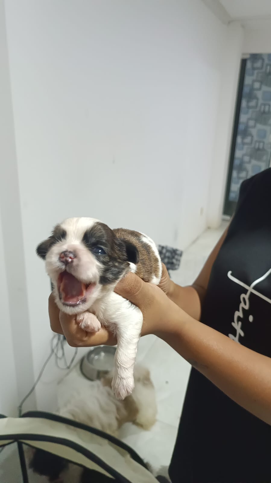 Portal Vendocão Filhote de Shitzu lauro de freitas