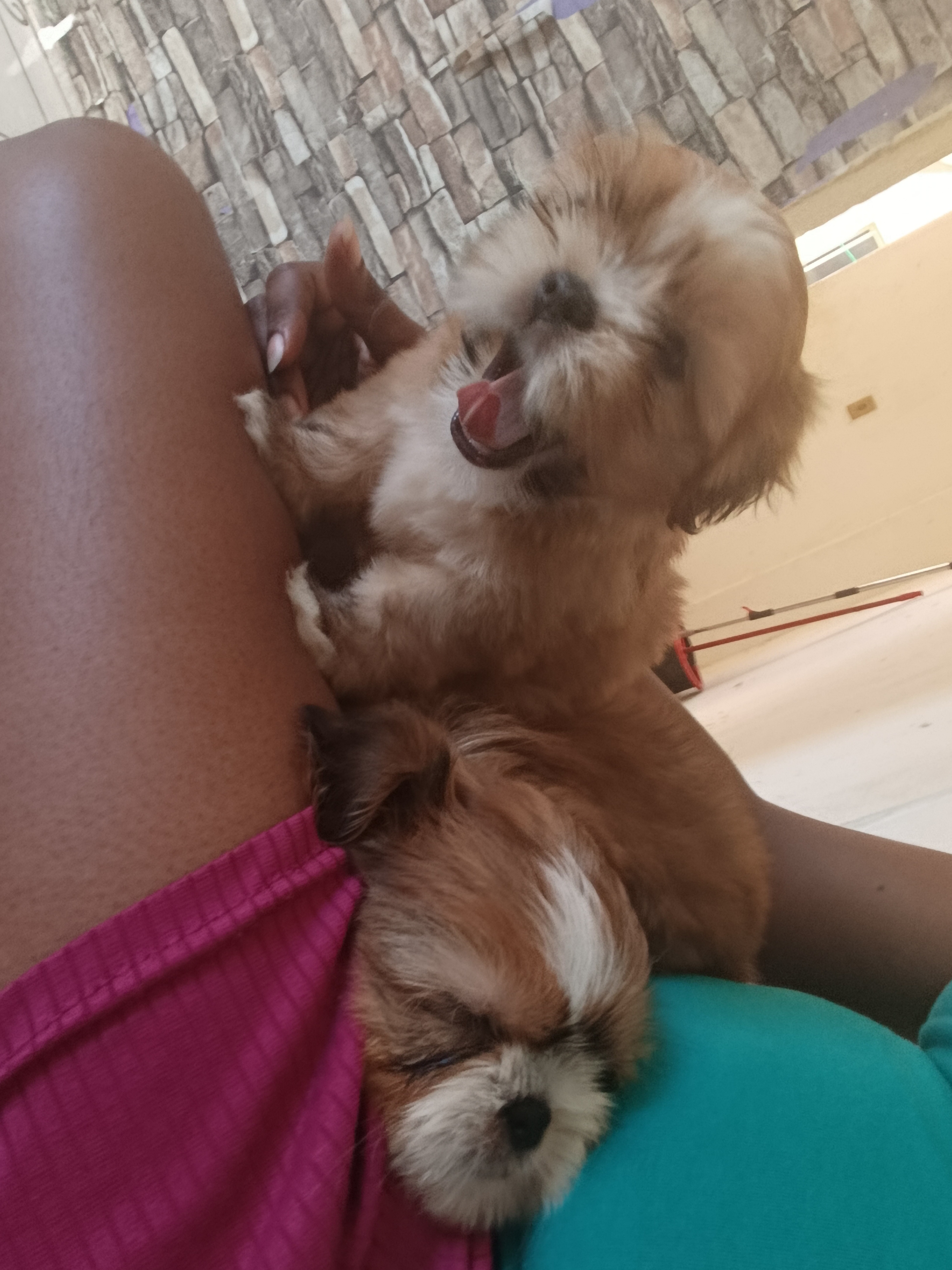 Vende-se Filhotes ShihTzu Fêmeas 