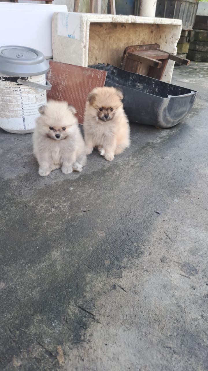 Vendo Spitz Alemão Lulu da Pomeranea - Foto 4