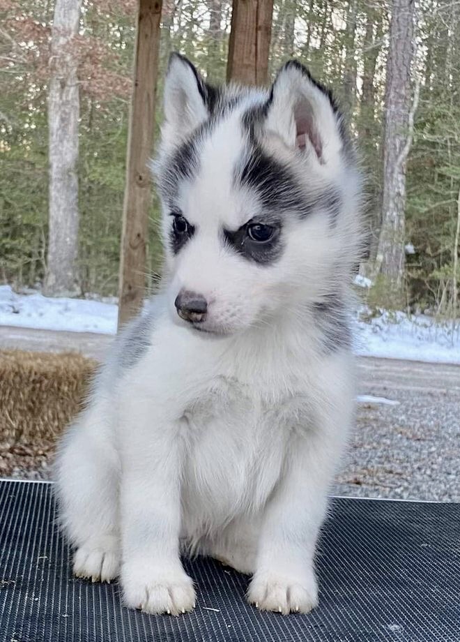 Portal Vendocão Husky Siberiano disponível  São José dos Campos 