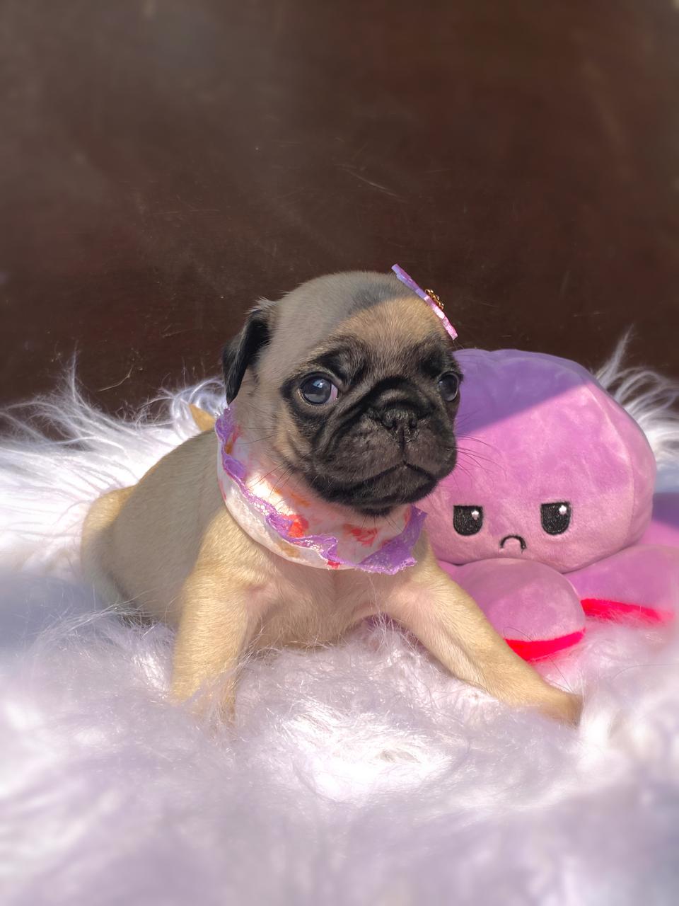 Portal Vendocão Pug fêmeas disponíveis!🩷🌸🐶 Ponta grossa