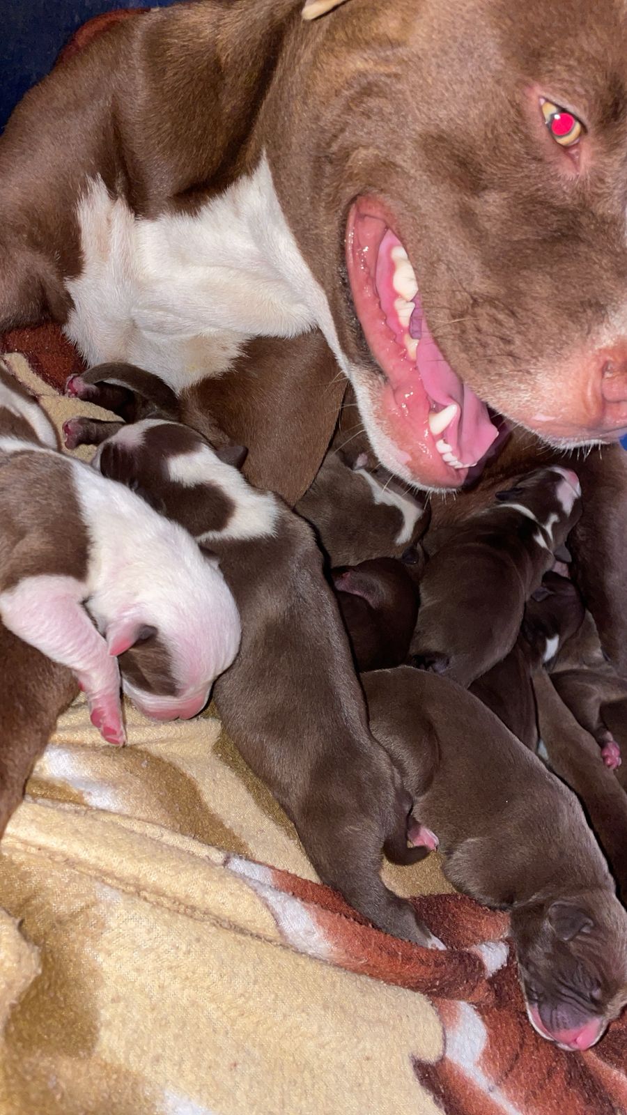 Portal Vendocão Filhote pitbull  Cabo Frio