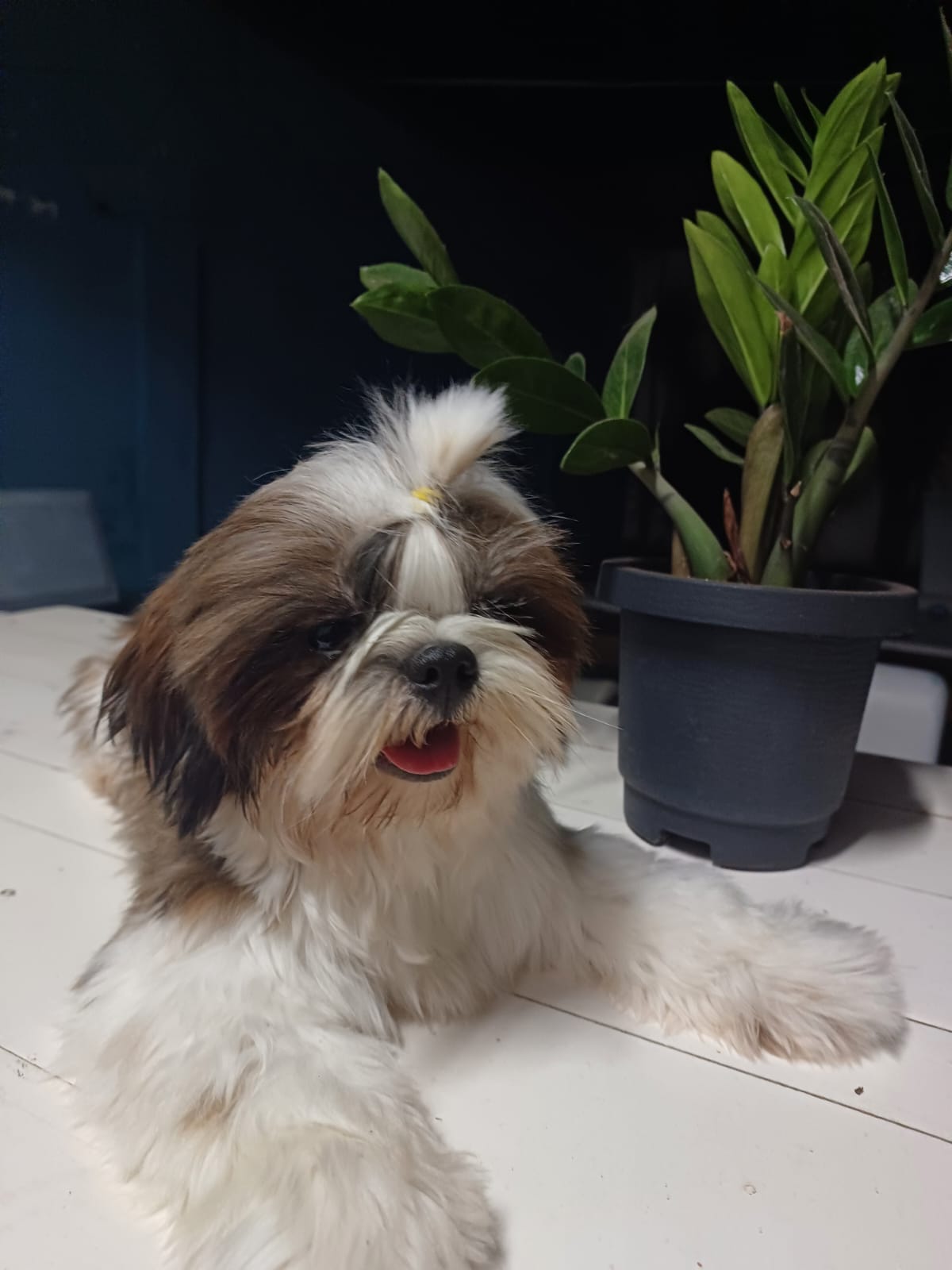 Portal Vendocão Shih Tzu 1 ano todas as vacinas em dia e vermifugado  Patos 