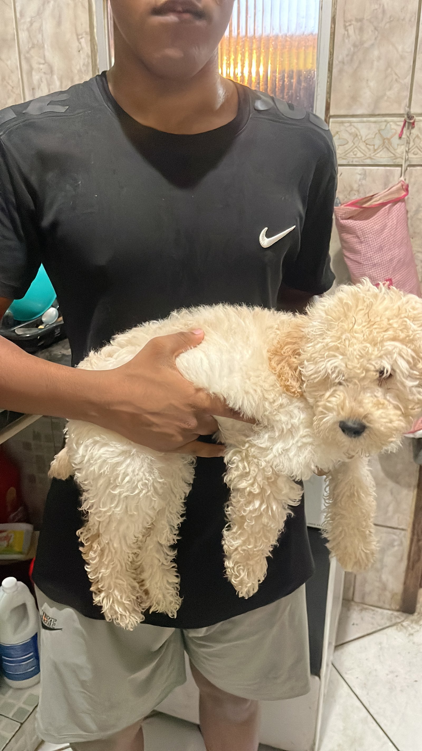 Vende-se poodle.  - Foto 1