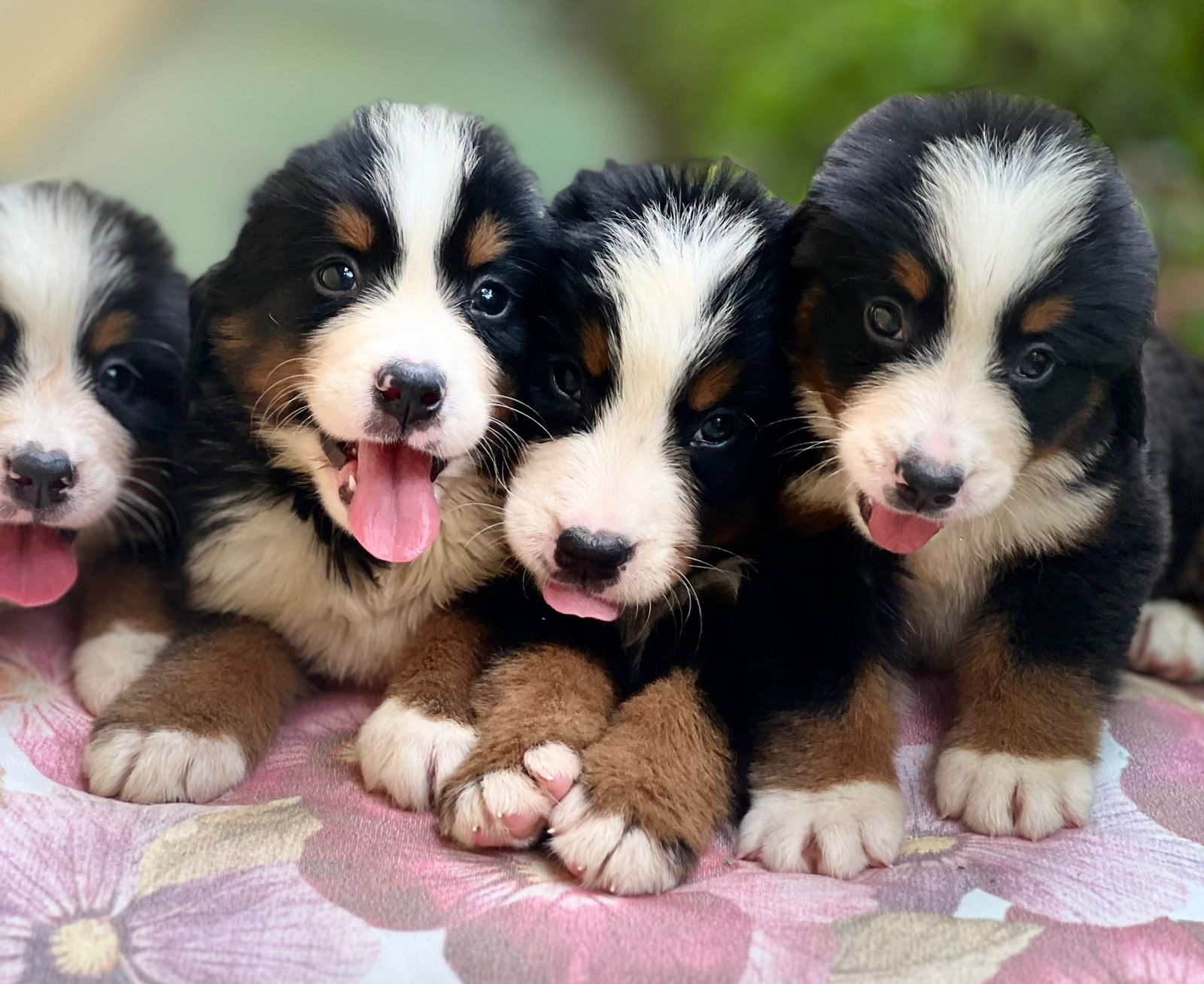 Belos Filhotes Bernese - Foto 3