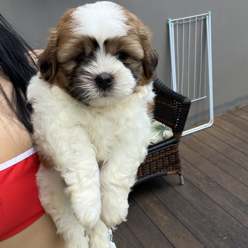 Filhotes shihtzu - Foto 1