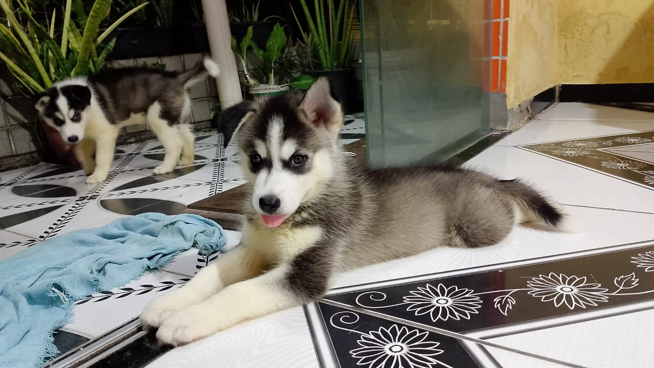 Portal Vendocão Husky siberiano  Belem Pará 