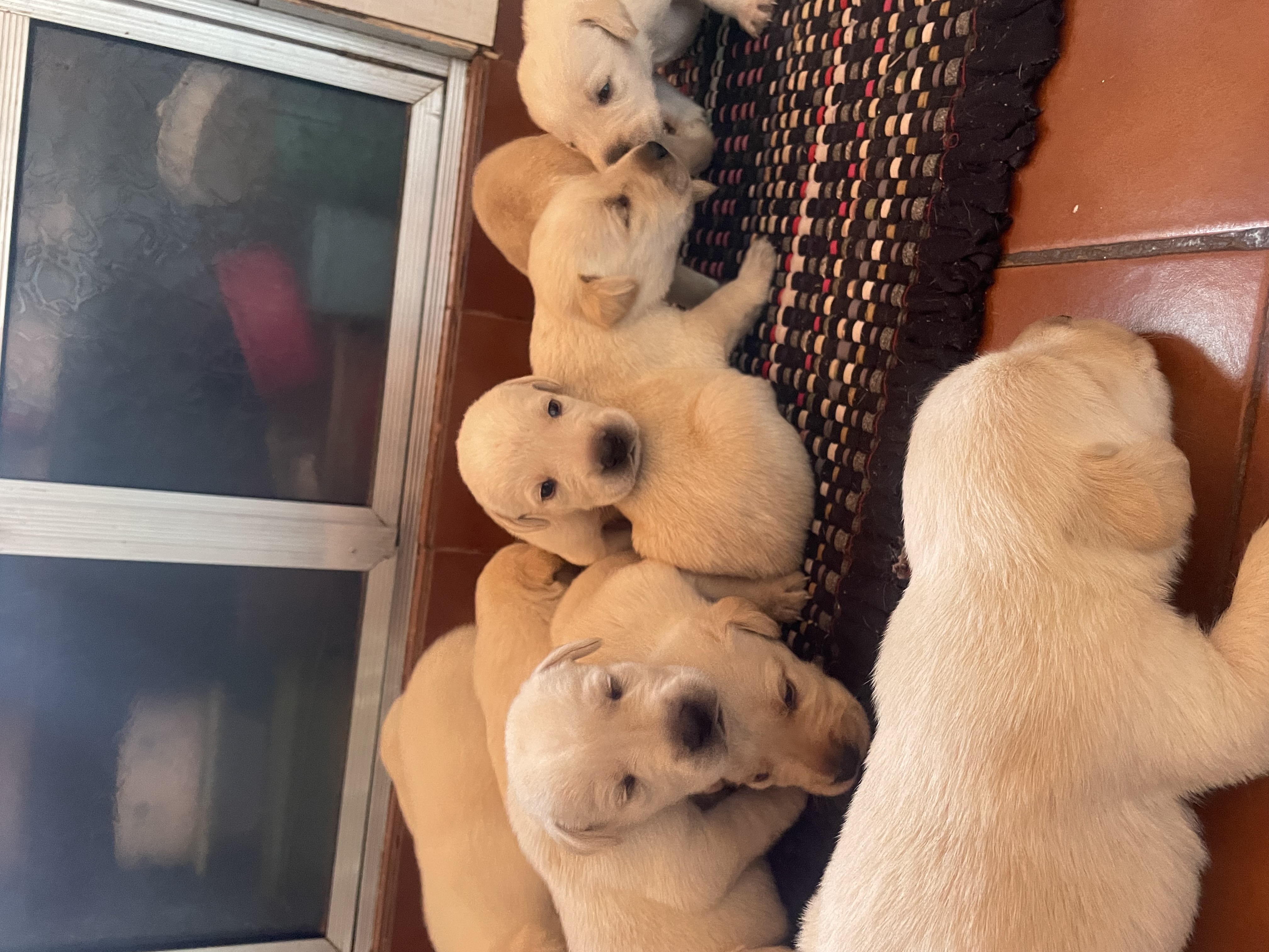 Lindos filhotes de labrador retriever - Foto 1