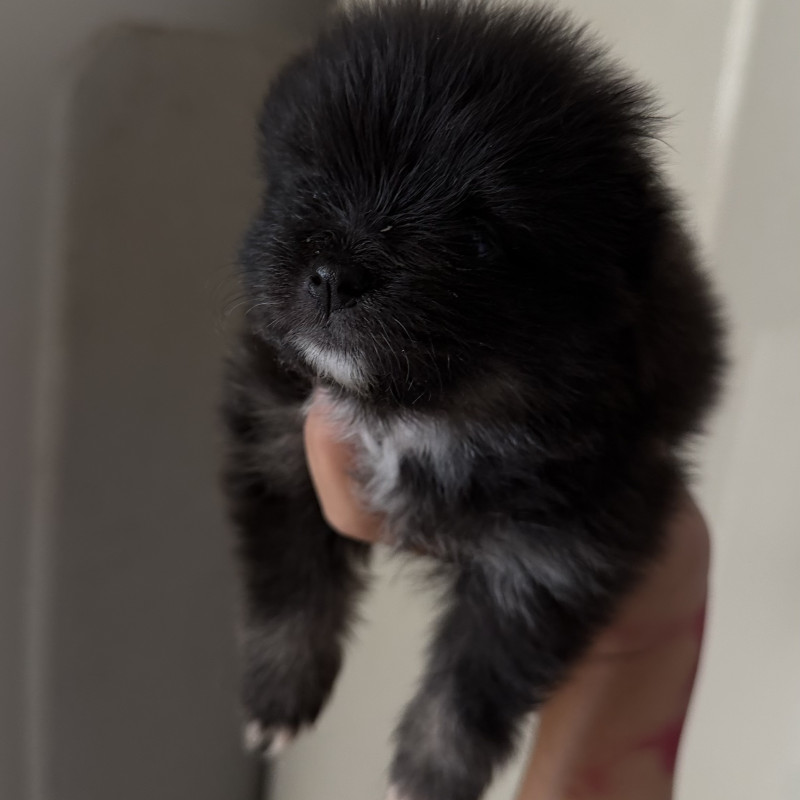 Filhotes de Lulu da pomerania - Foto 4