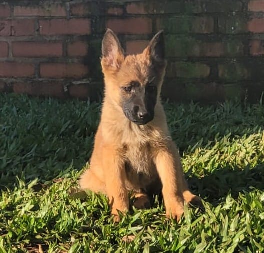 Portal Vendocão Vendo filhotes Pastor Malinois Taquara