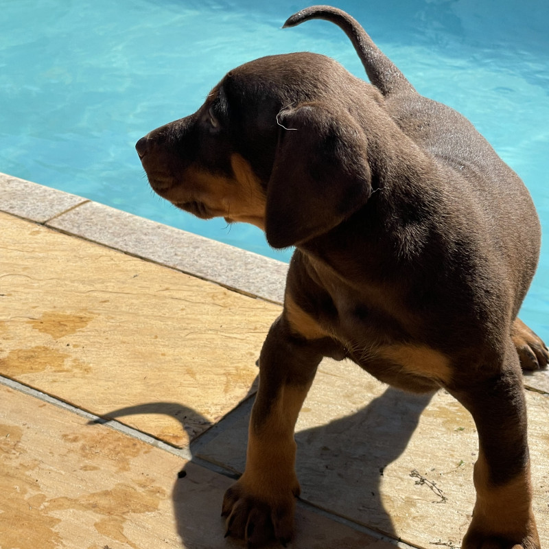 Lindos filhotes de Doberman - Foto 4