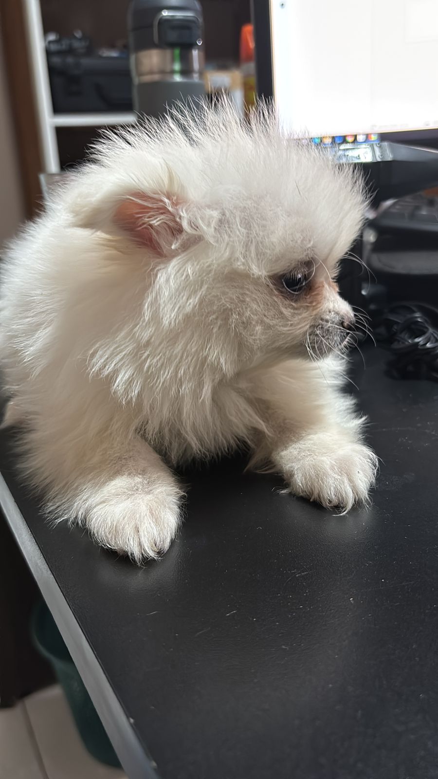 Portal Vendocão mini spitz alemão Lulu-da-pomerânia  Goiânia