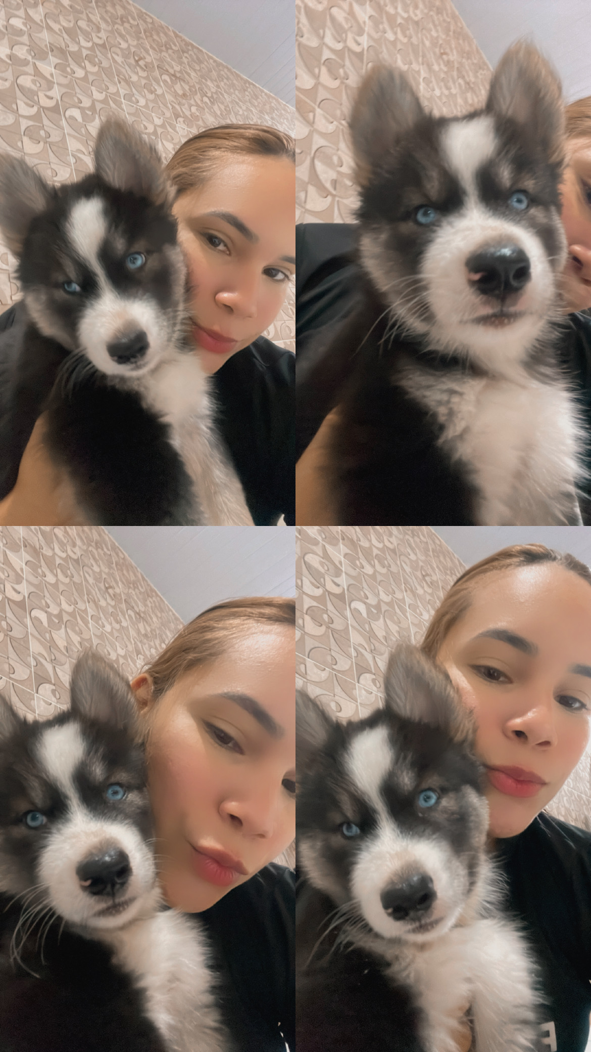 Portal Vendocão Promoção filhotes de Husky Siberiano  Teresina 