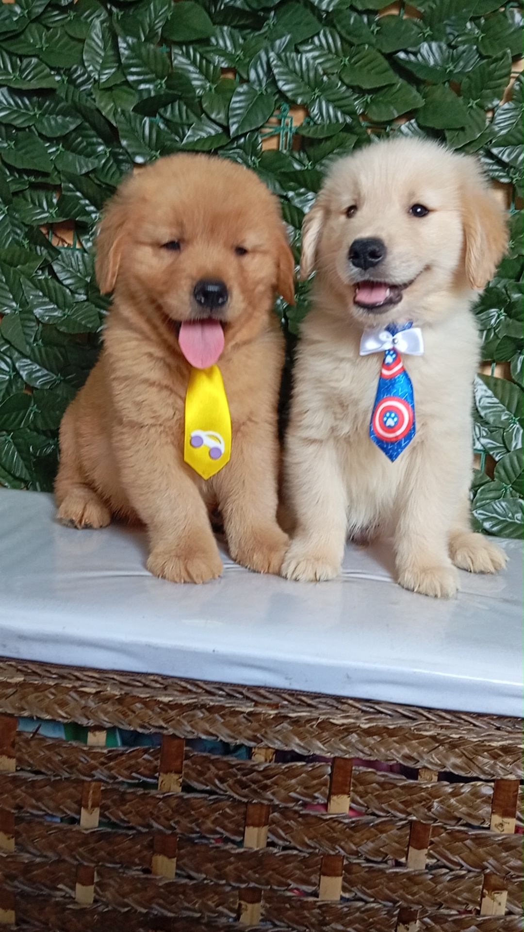 Portal Vendocão Golden Retriever Para Companhia Belo Horizonte