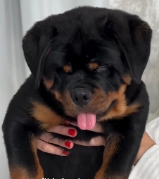 Portal Vendocão Rottweiler  São Paulo 