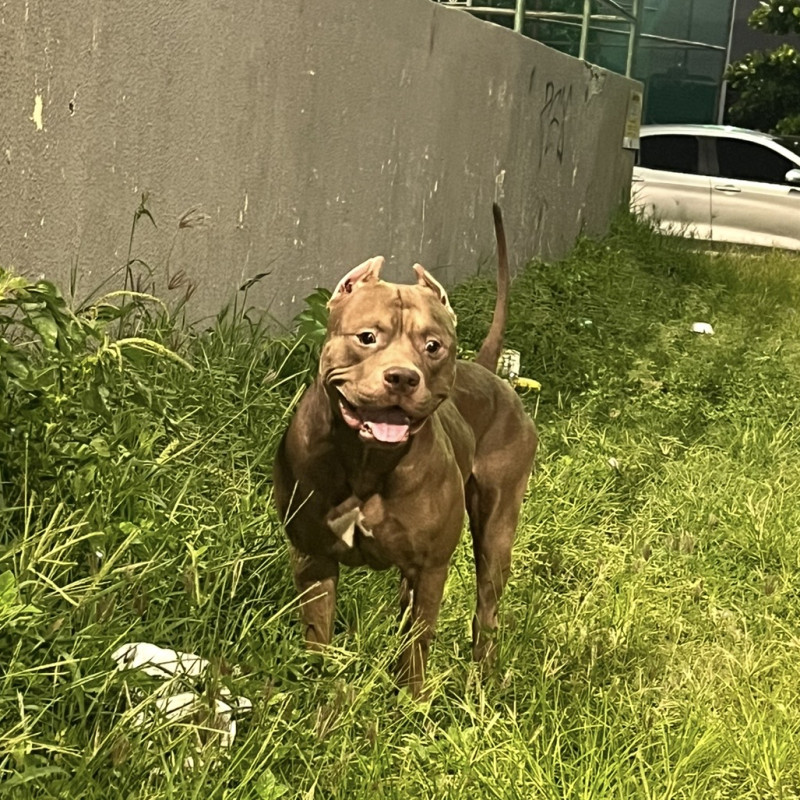 Filhotes de pit monster disponíveis 2 fêmeas e 1 macho - Foto 4