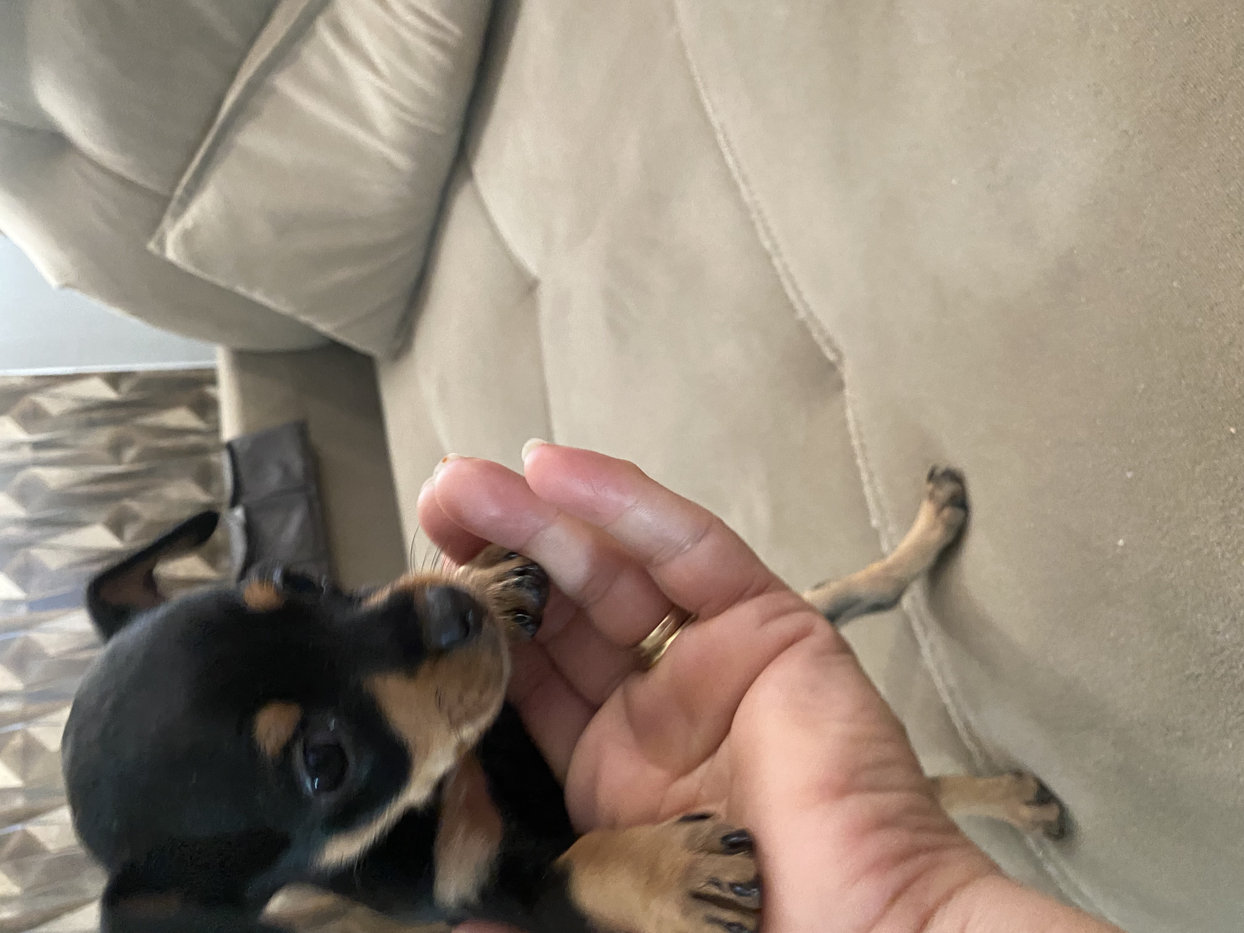 Pinscher  - Foto 2