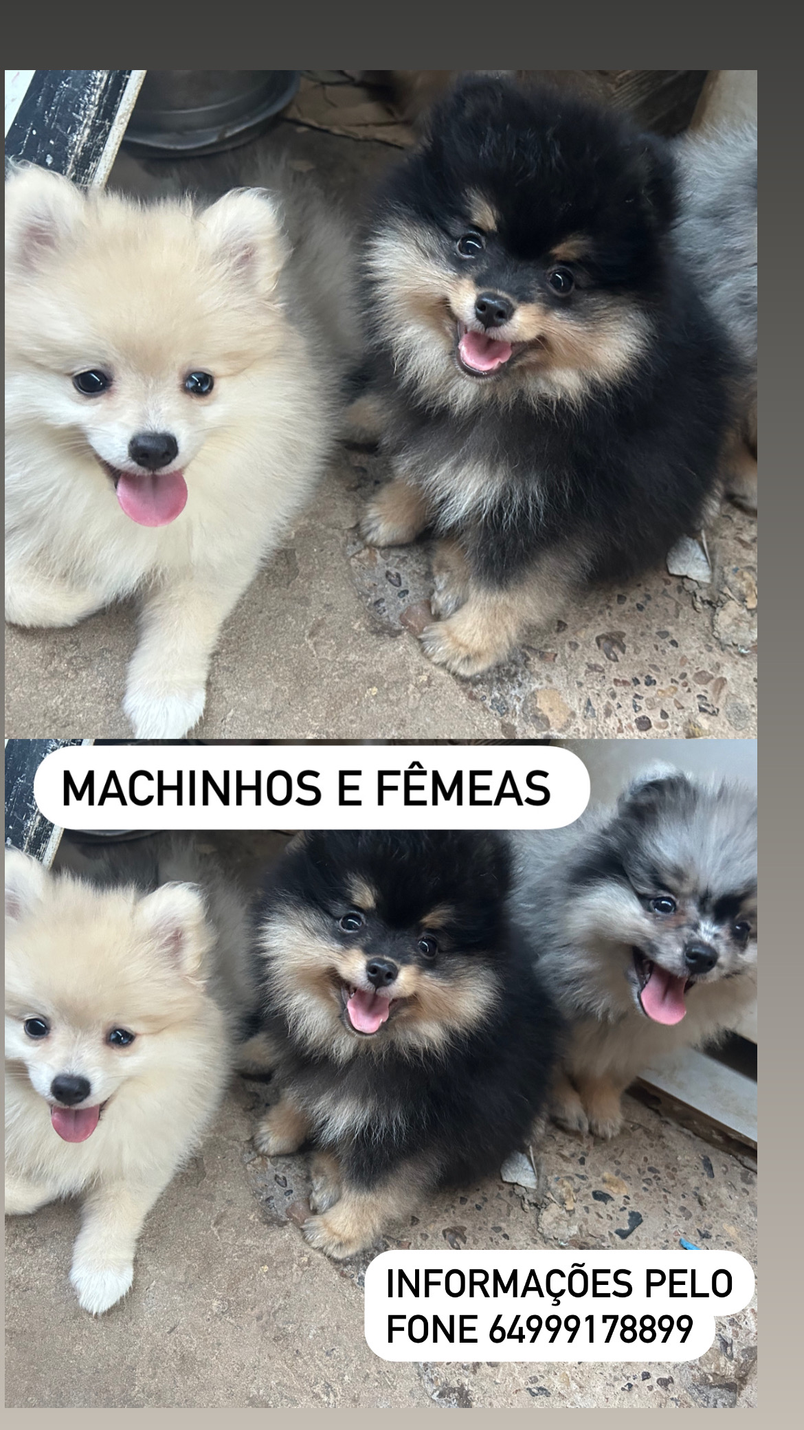 Portal Vendocão Lulu da Pomerania Goiânia 