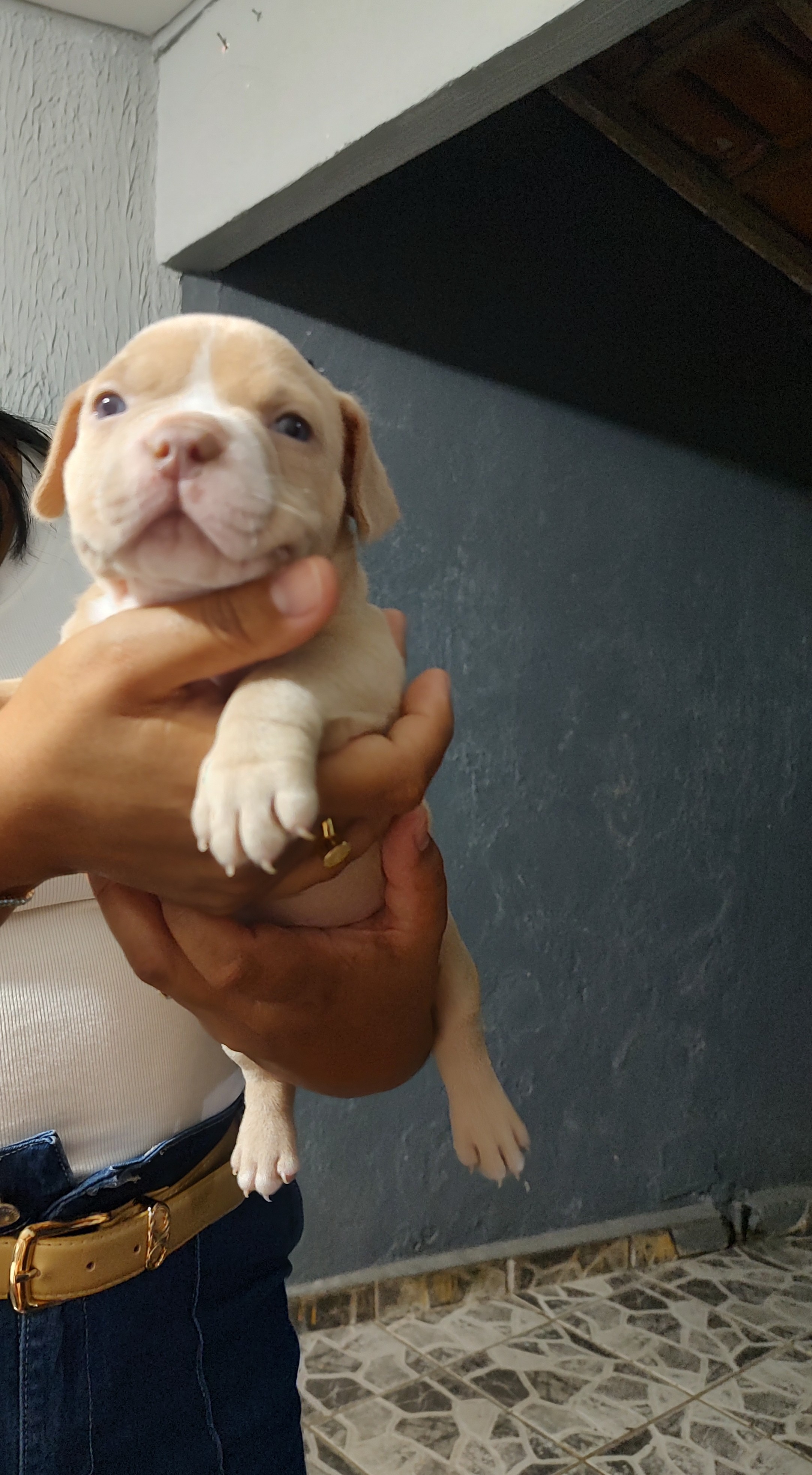Portal Vendocão Filhotes de American Bully  Guarapari