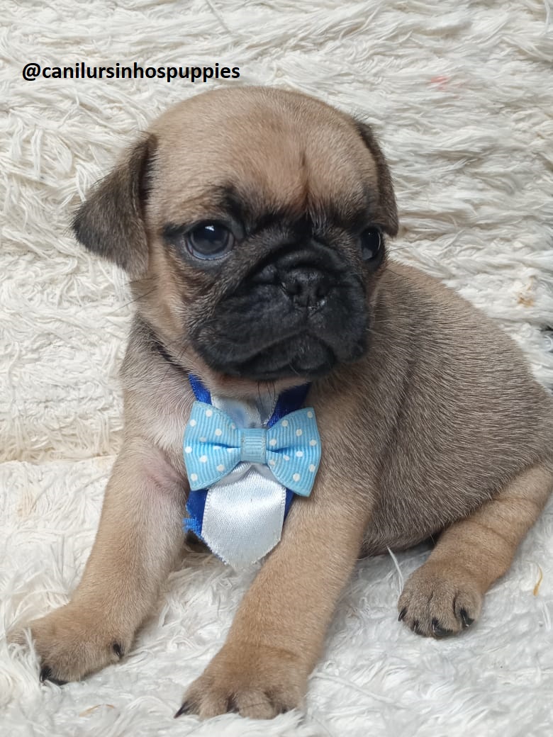 Portal Vendocão pug garanta hoje seu bebe @canilursinhospuppies  louveira 