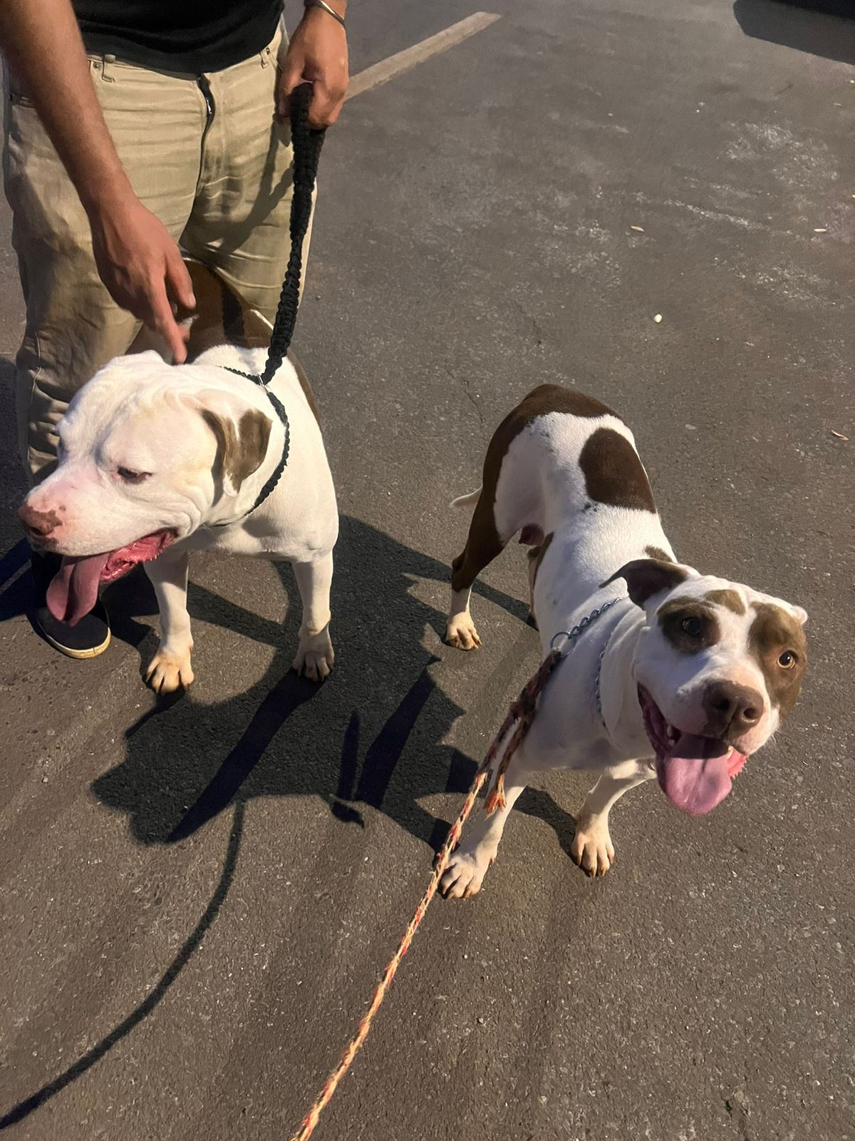 FILHOTE DE PIT BULL - Foto 2