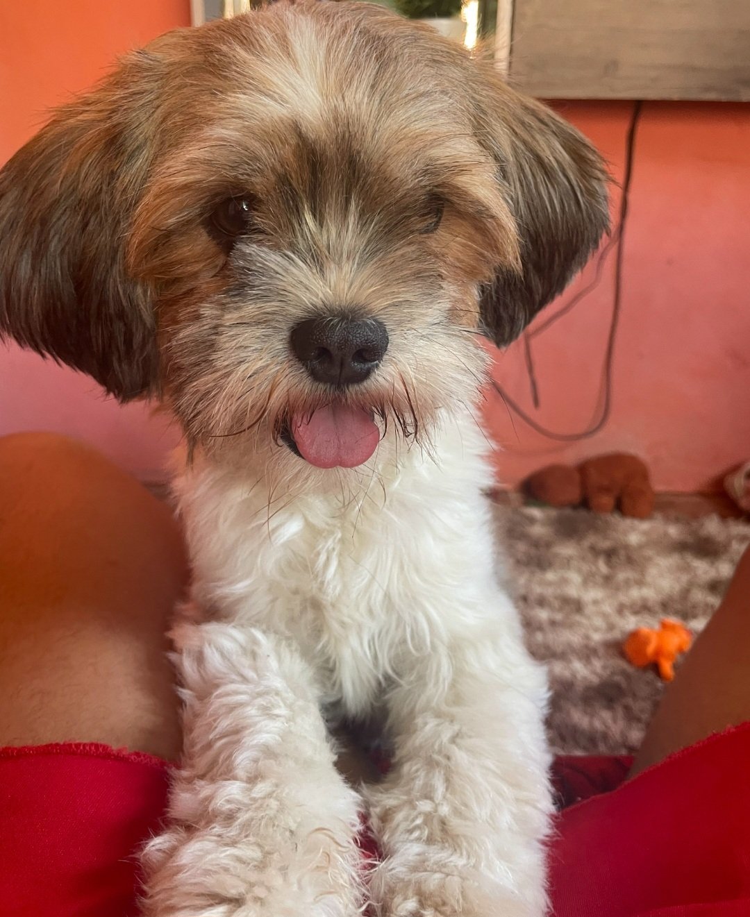 Vendo cachorro shitzu 
