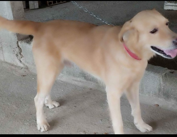 Portal Vendocão Doa se cão labrador  Vila velha 