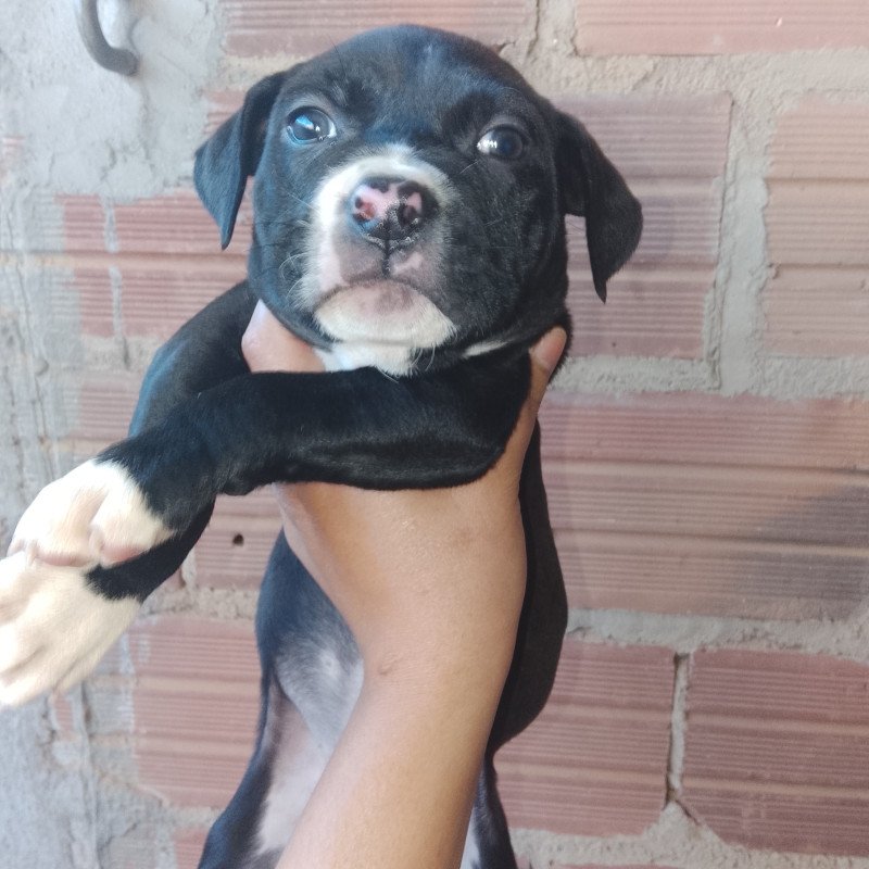 Filhotes de Pitbull um macho e uma fêmea