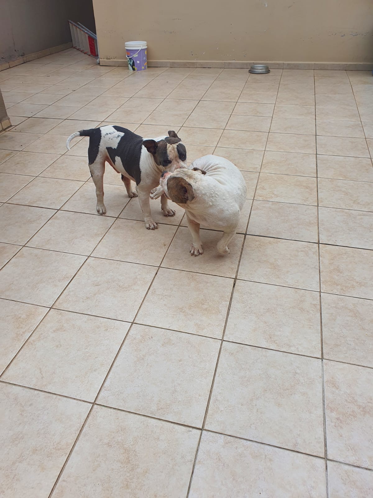 Portal Vendocão Casal American Bully curitiba