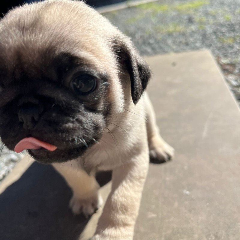 Lindos filhotes de Pugs - Foto 5