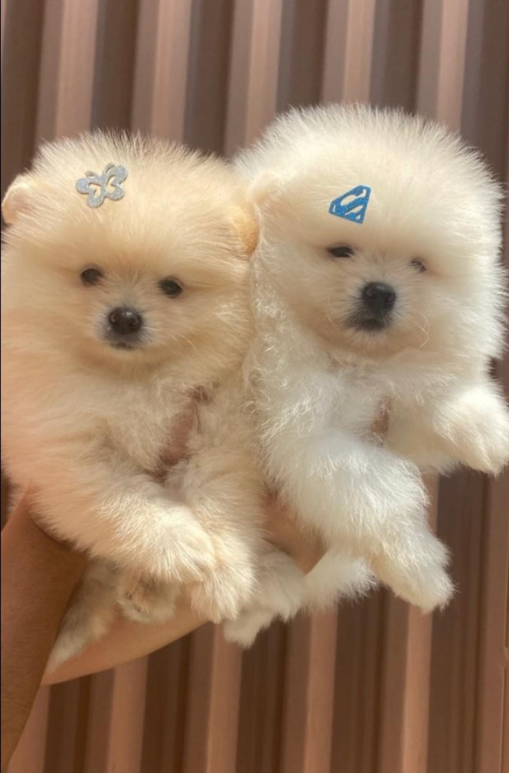Lulu da Pomerânia mini / Spitz alemão  - Foto 5