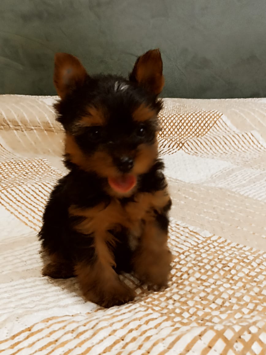 filhotes de Yorkshire Terrier Anapolis