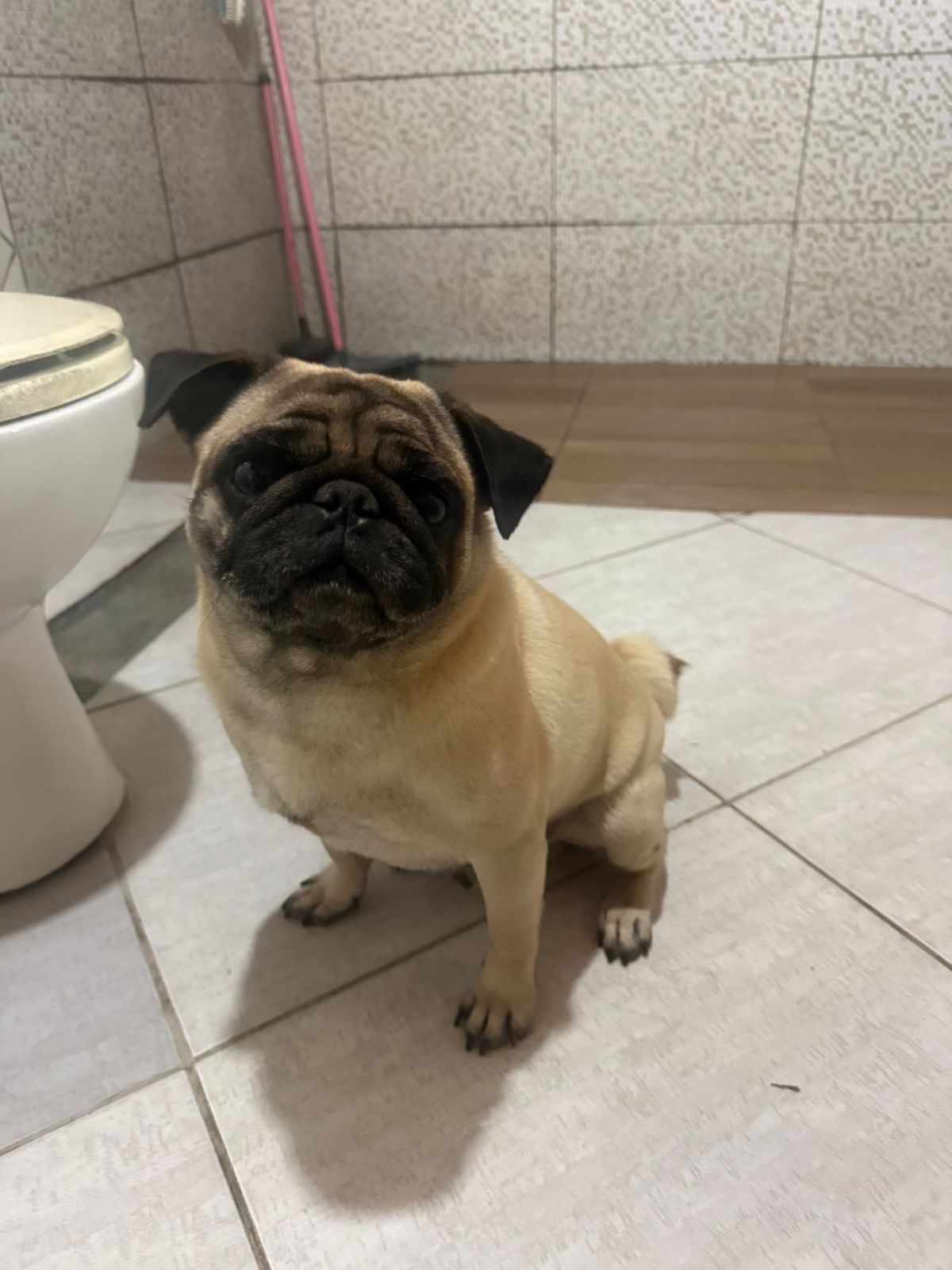 Portal Vendocão Vendo Pug Palhoça 