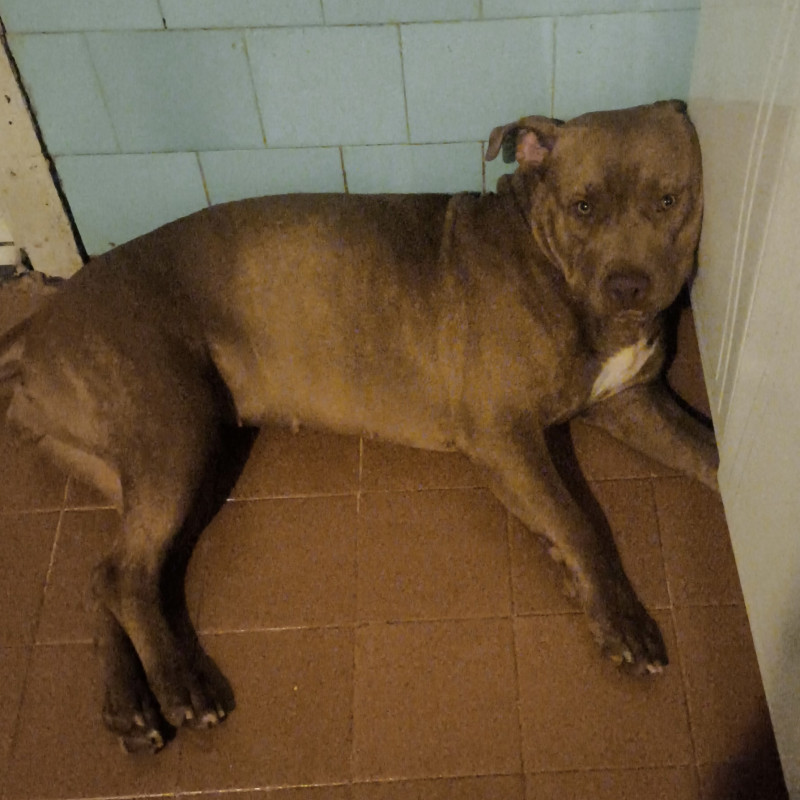 Filhotes de Pit Bull - Foto 5