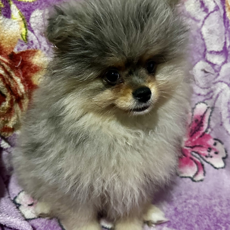 Lindo filhote de Spitz alemão (Lulu da pomerania) - Foto 4