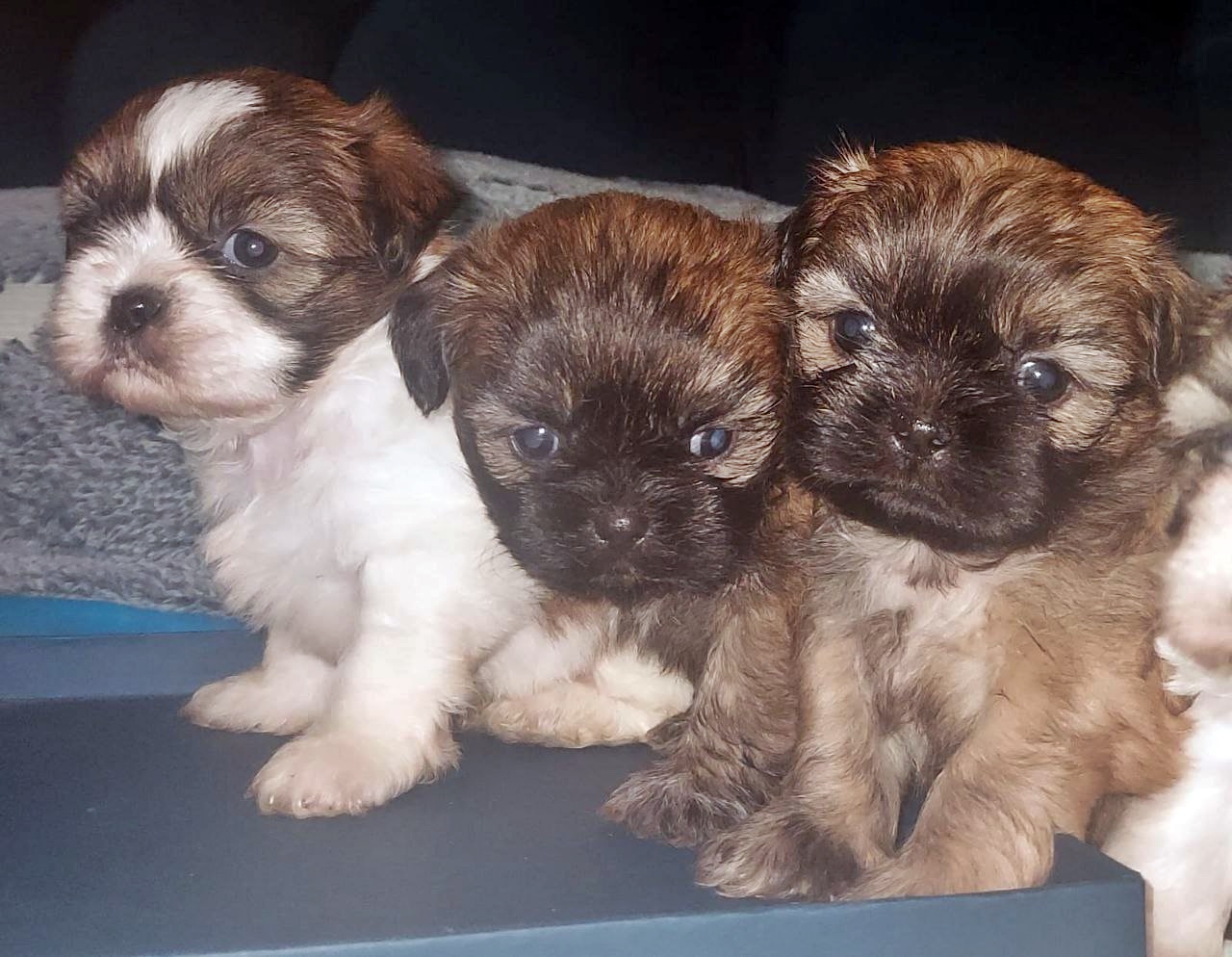 Portal Vendocão Filhotes de Shih Tzu à Pronta Entrega São Paulo