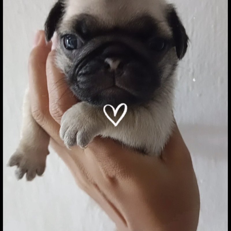 Lindos filhotes de pugs