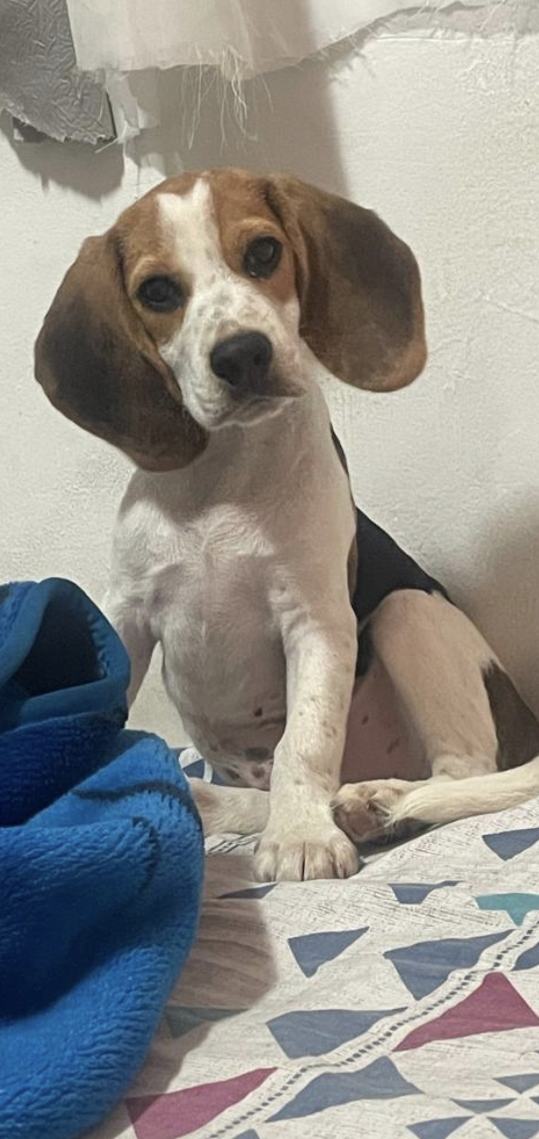 Portal Vendocão filhote Beagle Lindo São Paulo 