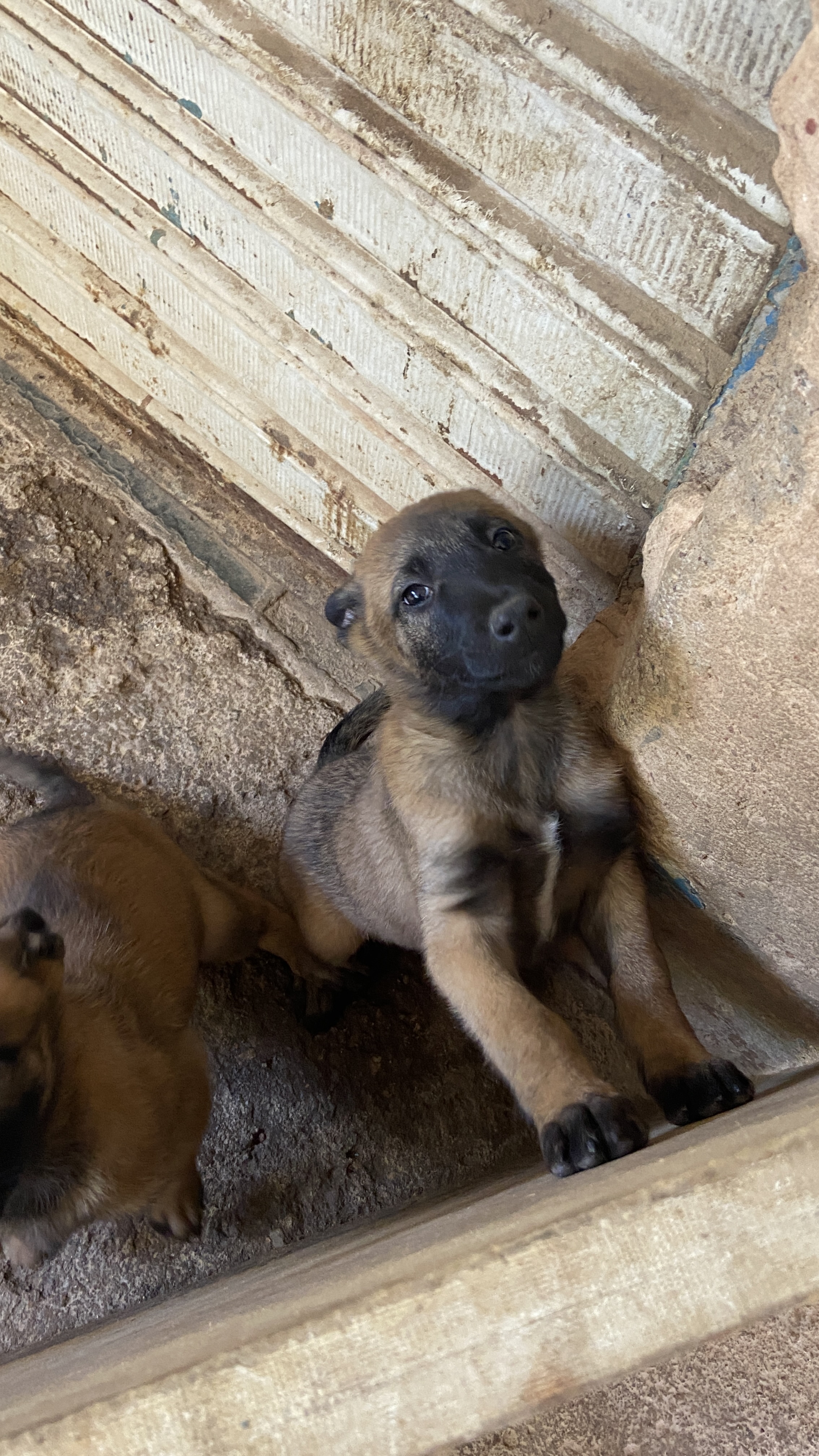 Portal Vendocão Filhote de Pastor Belga Malinois  Santa Maria DF