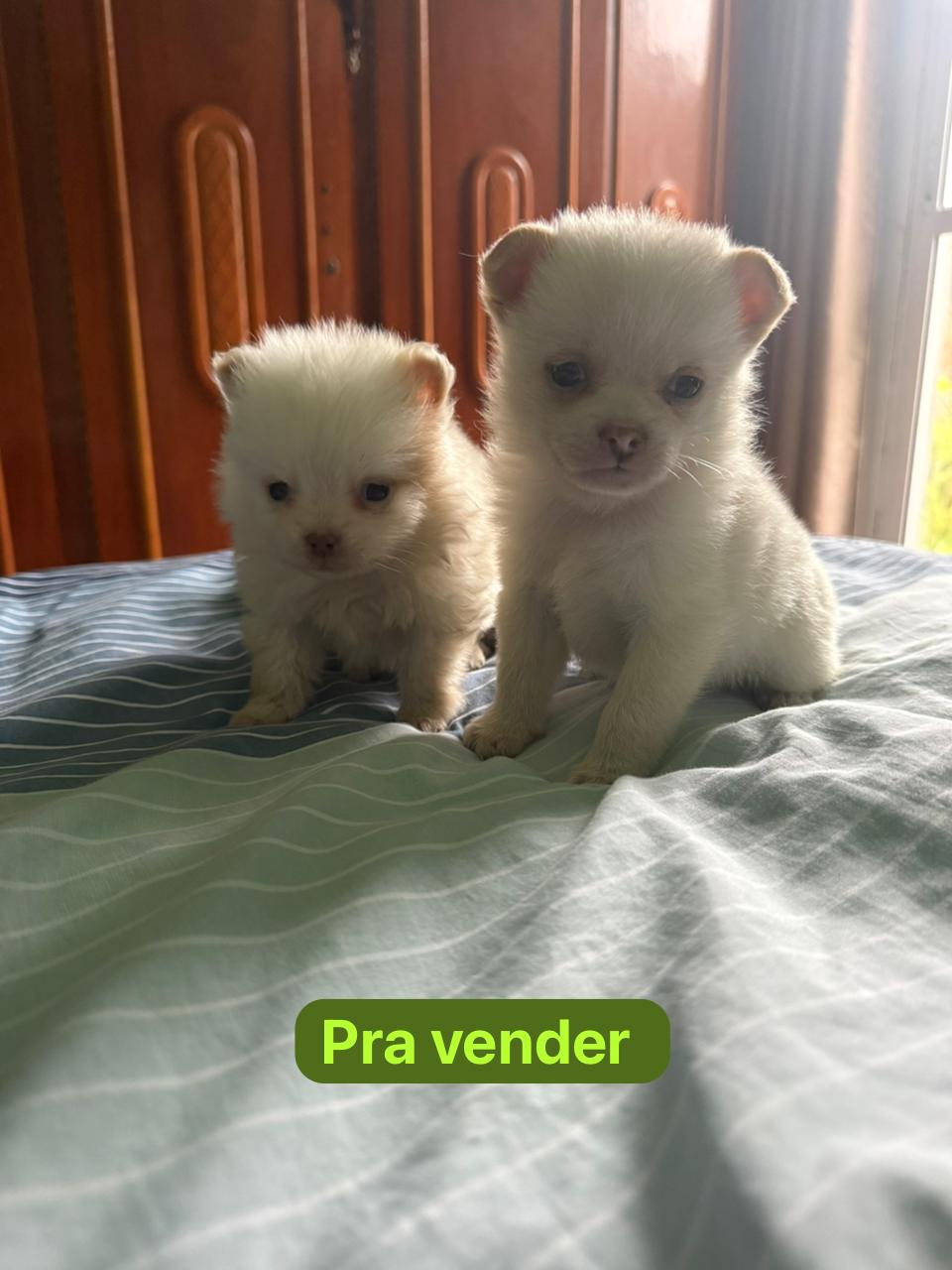 Vendo filhote Lulu pulmeranea 35 dias - Foto 2