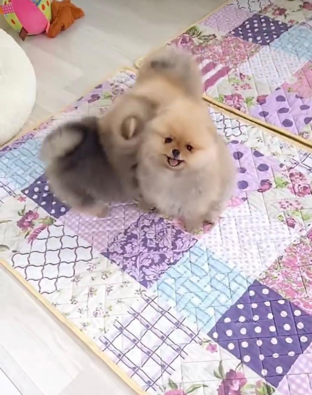 Portal Vendocão Vendo filhotes de lulu a Pomerânia  Cuiabá 