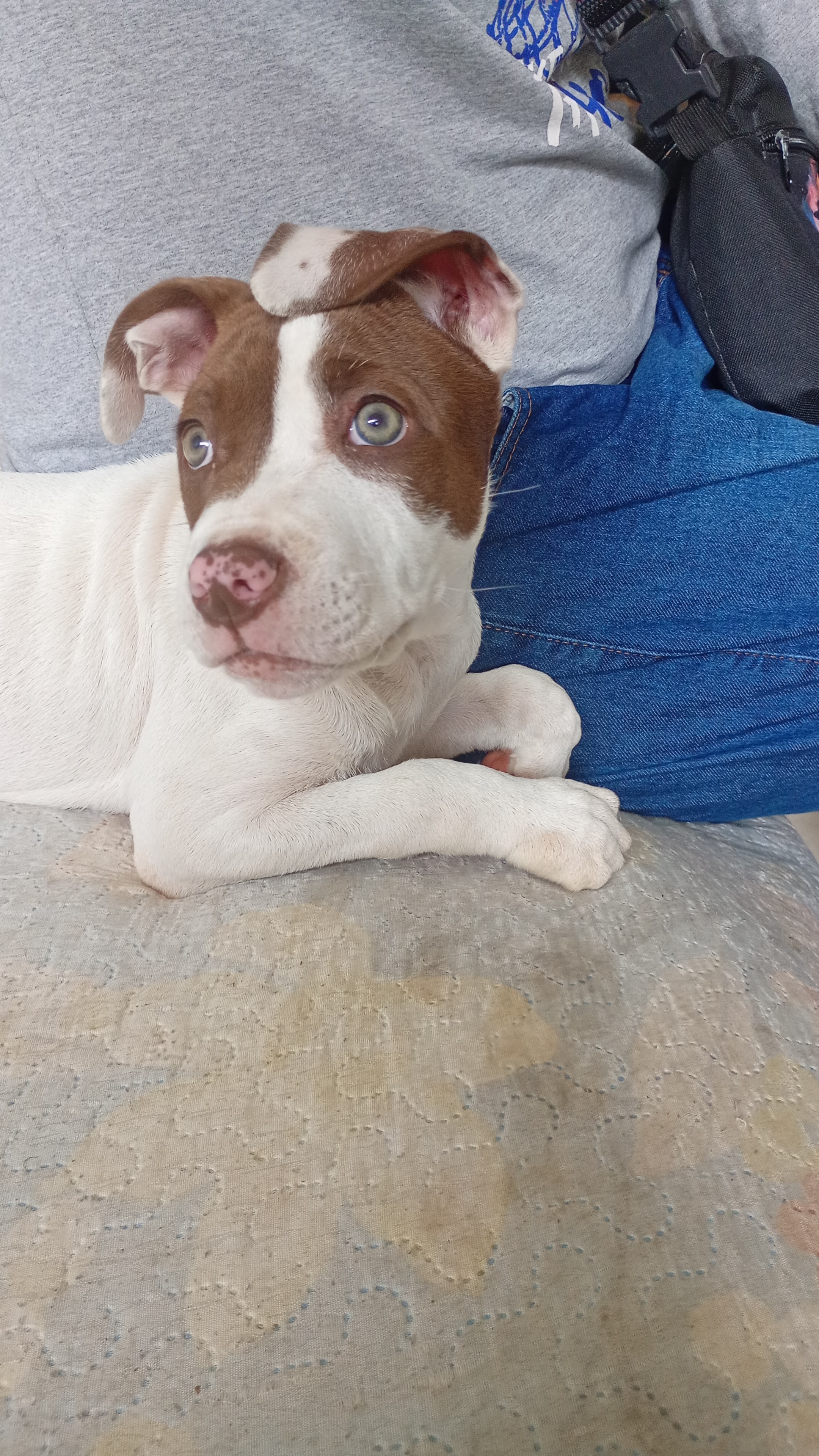 Vende- se Pitbull fêmea 