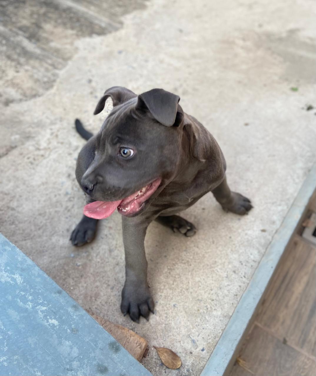 Portal Vendocão Filhote American Bully fêmea  Belo Horizonte