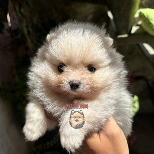 Lulu Da Pomerania  - Foto 1