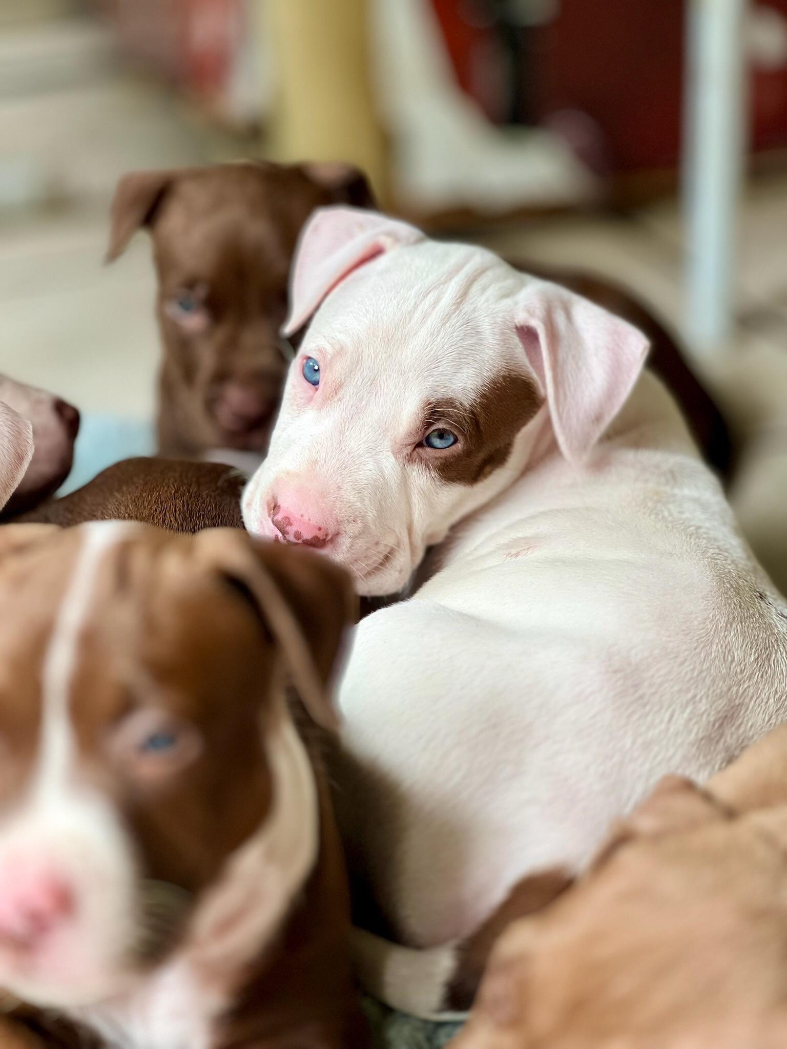 Portal Vendocão FILHOTES DE PITBULL (RARIDADE) Ipatinga