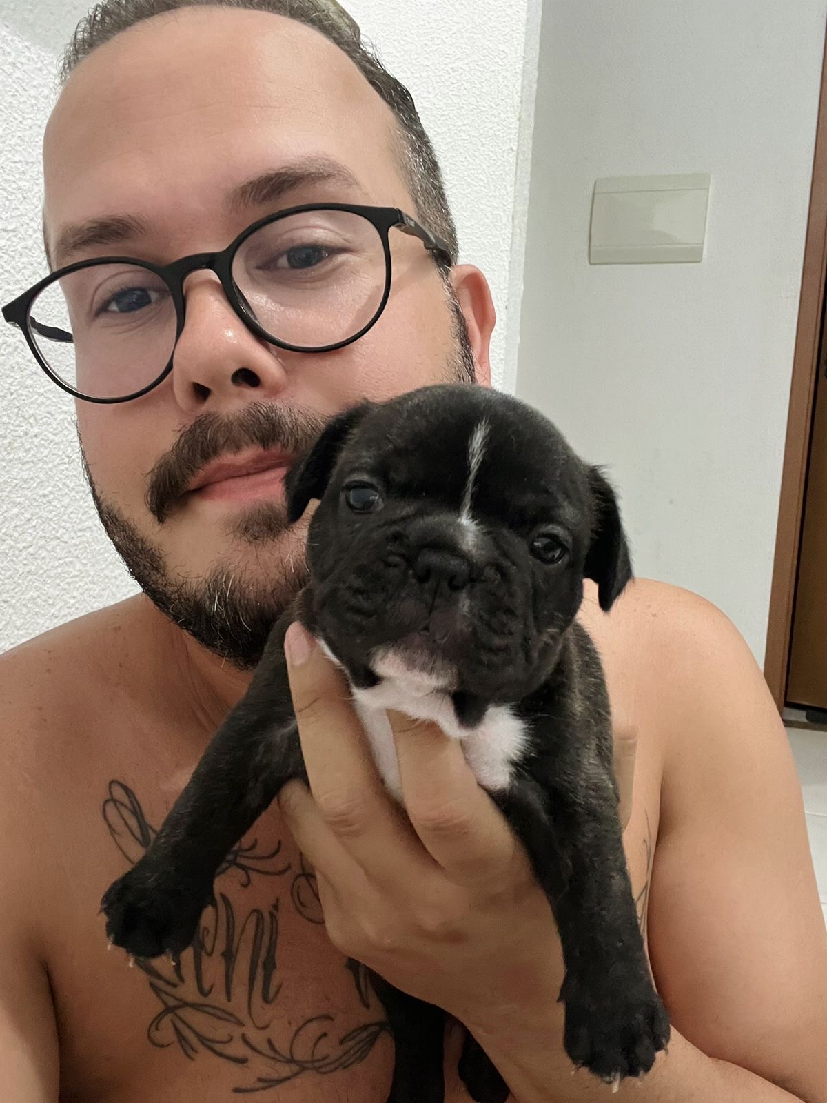 Portal Vendocão Filhotes de bulldogue francês  Caruaru