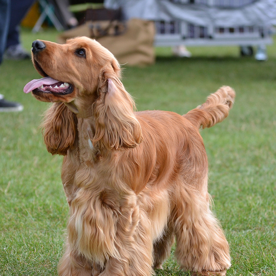 Portal Vendocão Filhotes de cachorro Cocker Spaniel Inglês  São Luís 