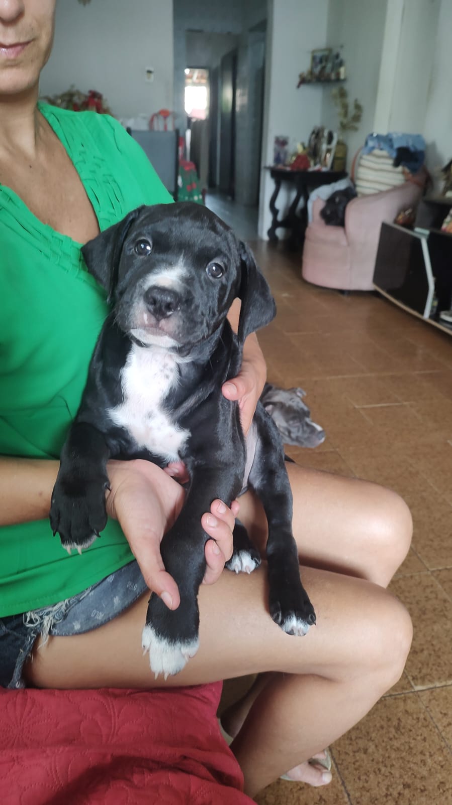 Portal Vendocão Filhote de American BULLY vacinado Fortaleza 