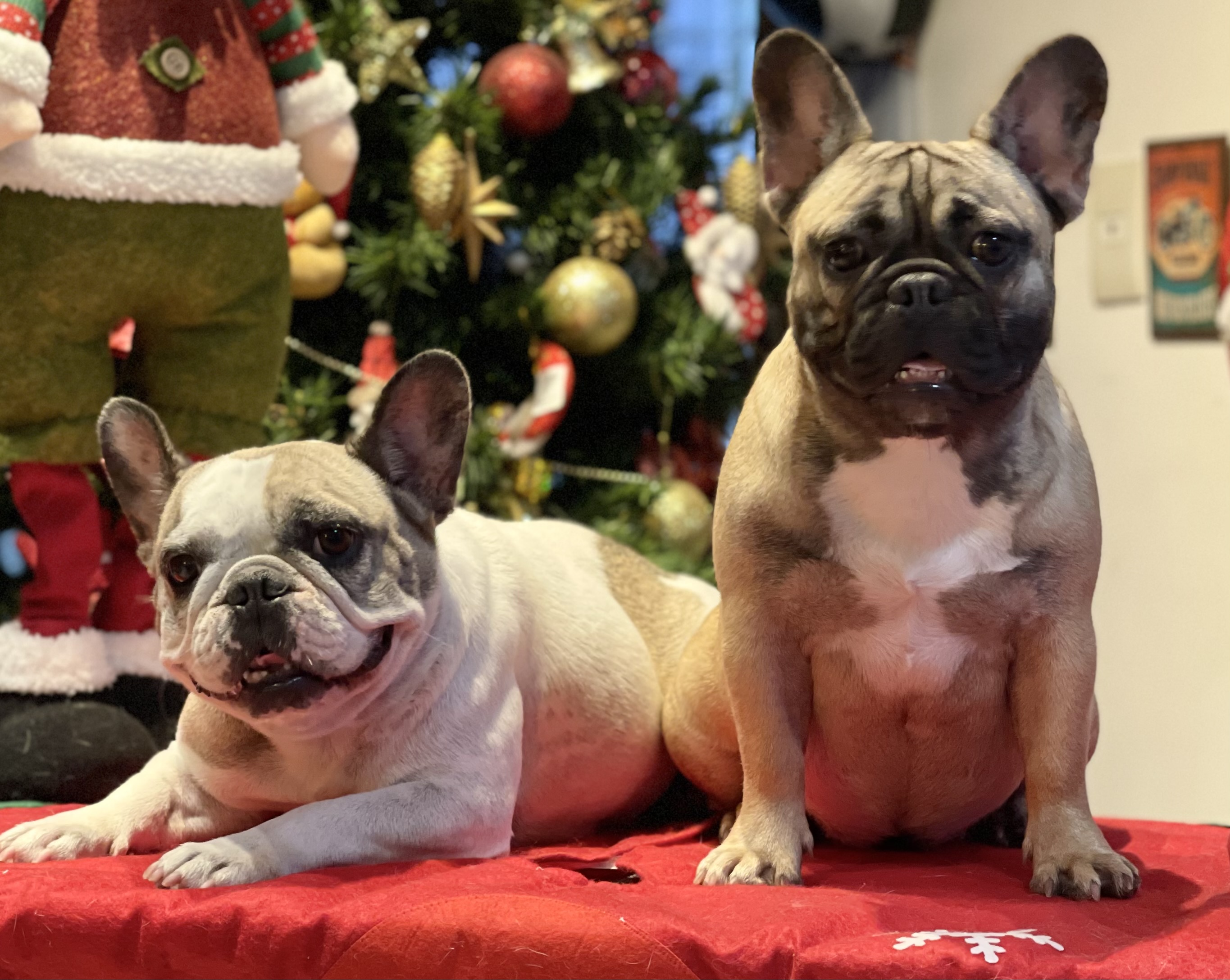 Portal Vendocão Filhotes BULLDOG francês  Goiânia 