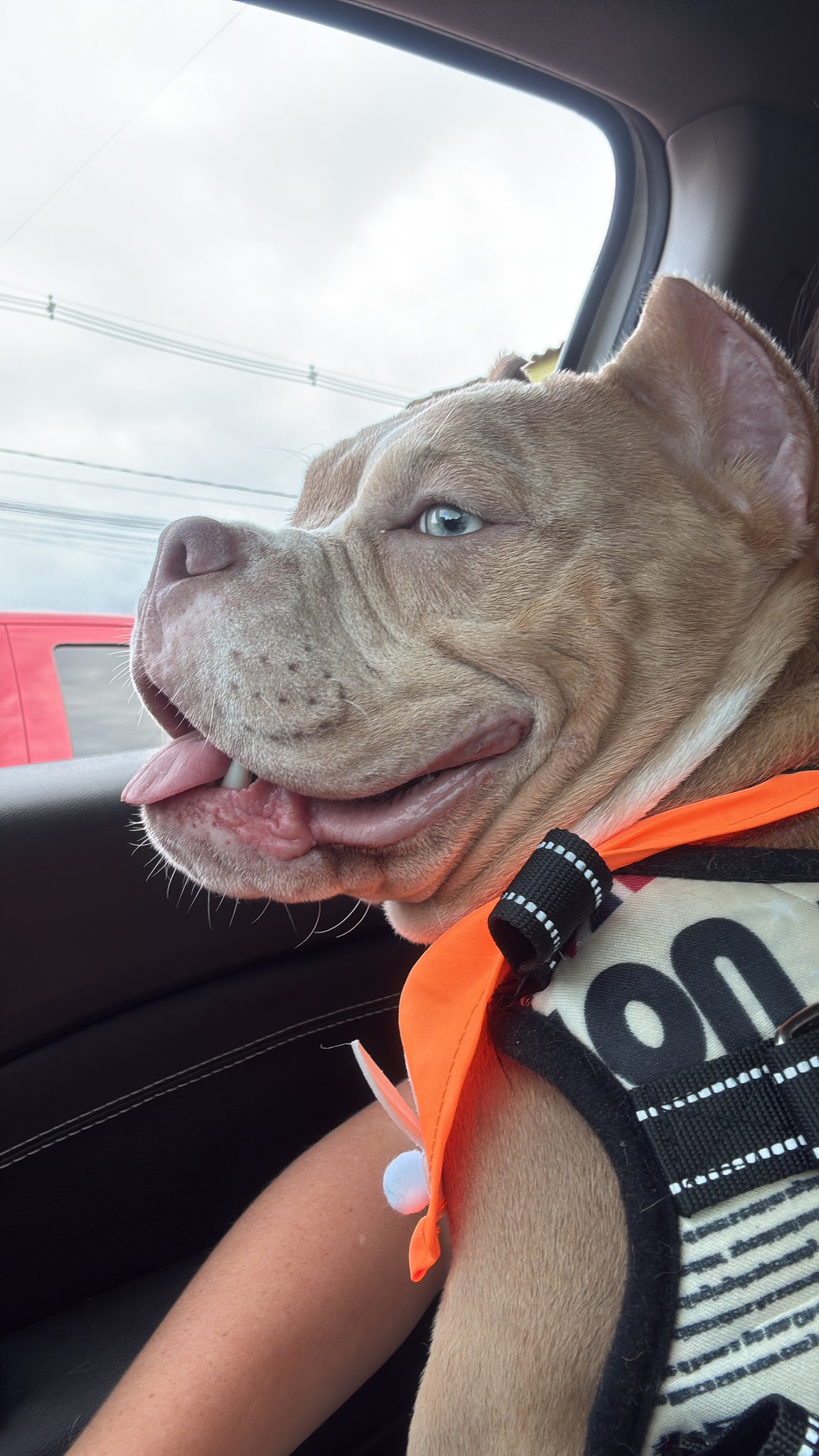 Americanbully exoticbully 8meses - Foto 1